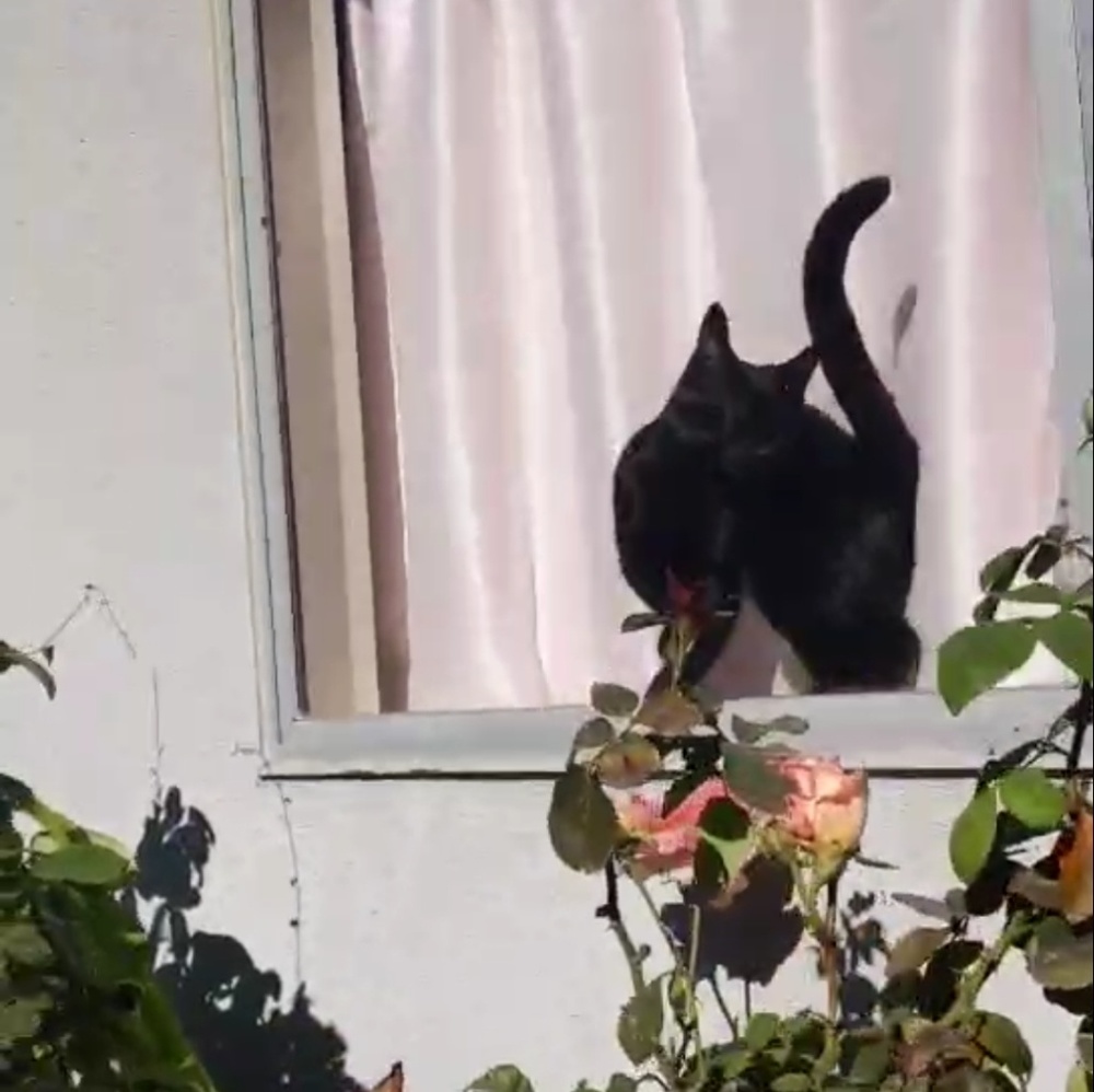 Meet your Posher, Jazmin